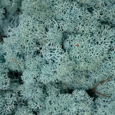 Natural Norwegian Reindeer