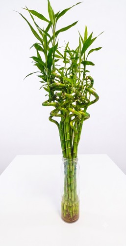 Lucky bamboo 50cm - lucky,