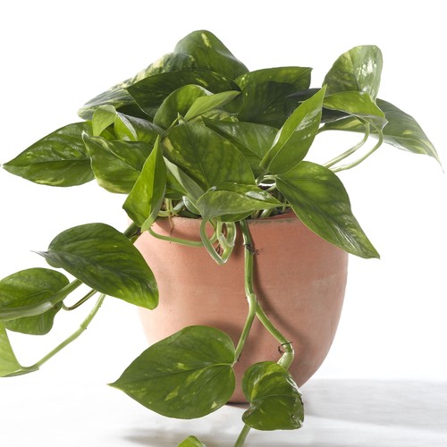 Epipremnum aureum devil s - aureum,