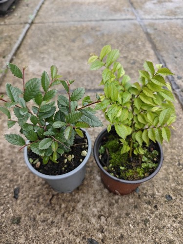 Chinese elm ulmus hollandica - chinese, &