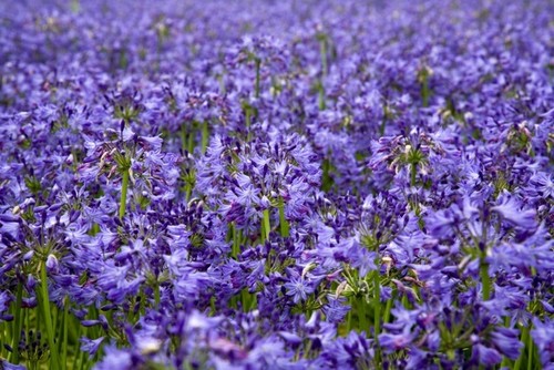 New agapanthus pretty wendy - new,