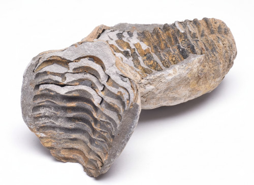 Diacalymene trilobite fossil - trilobite,