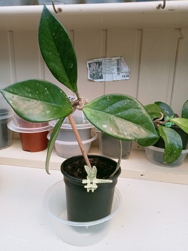 Hoya carnosa climbing - climbing, plant
