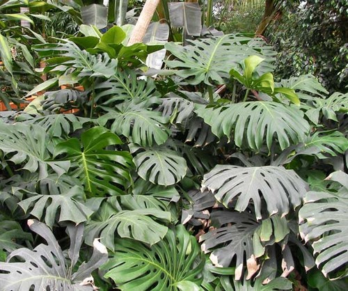 Monstera deliciosa 50 - deliciosa, 10