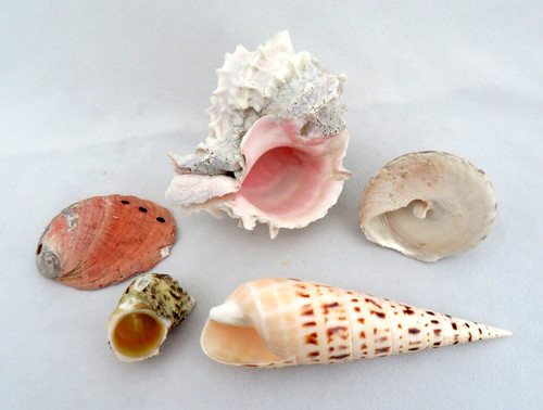 Genuine specimen mixed - specimen,