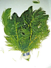 Ceratophyllum (Hornwort) - XL