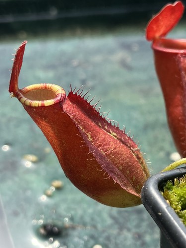 Nepenthes tropical pitcher - -,