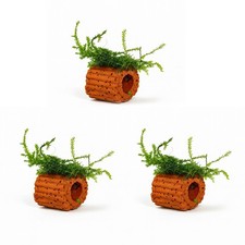 Java Moss on Mini Clay Pot (2.5 × 2.5 cm) – Live Aquarium Plant – FREE DELIVERY