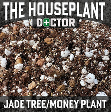 JADE TREE / MONEY PLANT