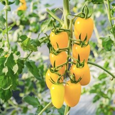 3x Tomato Cream Sausage –