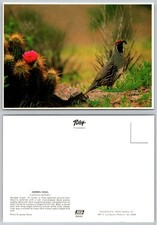 Gambel quail cactus photo - gambel,