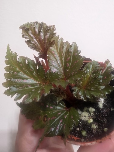 Begonia serratipetala indoor - begonia,