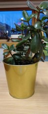 Crassula Ovata - 1 Plant -