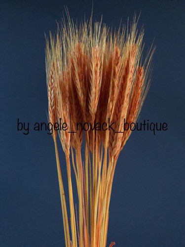 Stems dried wheat - 35,