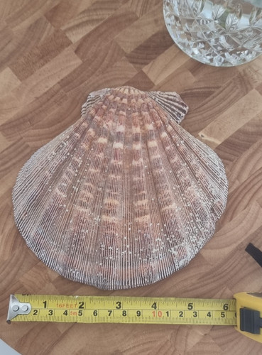 Beautiful inch clam shell - beautiful,