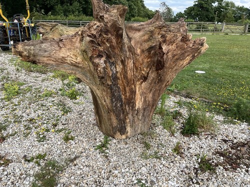 Ash large tree stump approx - tree,