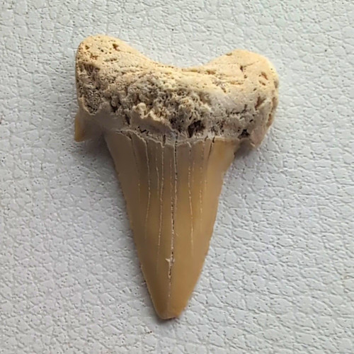 Natural unpolished fossil - natural,