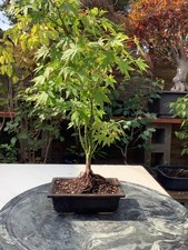 Japanese Maple Acer Palmatum