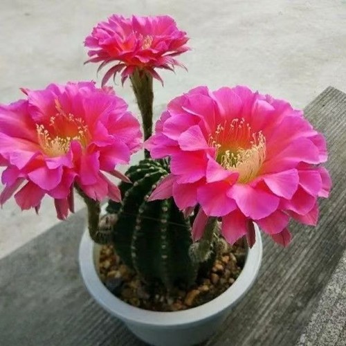 Echinopsis schick hybrids - echinopsis,