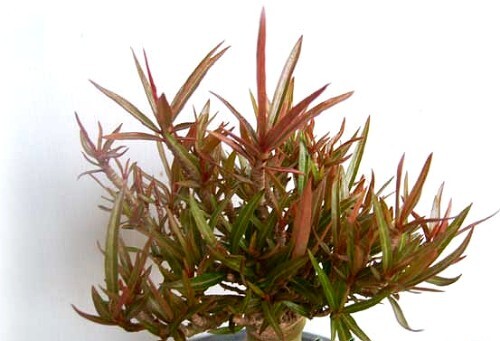 500 adenium obesum red - 500, x