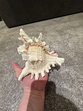 Large Spiny Murex Shell – Venus Comb Style – Ornamental Sea Shell –Coastal Décor