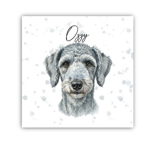 Bedlington terrier - bedlington,