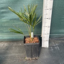 Trachycarpus wagnerianus