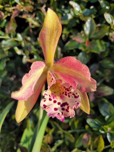 Rare rhynchobrassoleya copper - rhynchobrassoleya,