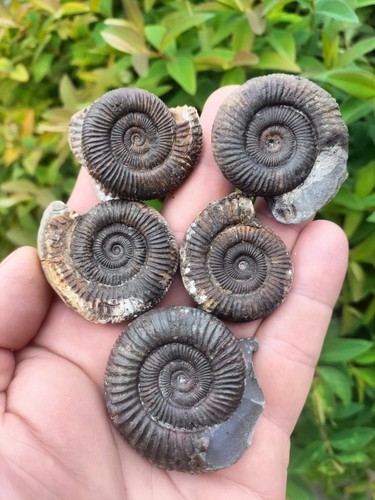 Dactylioceras sp ammonites - 5, x