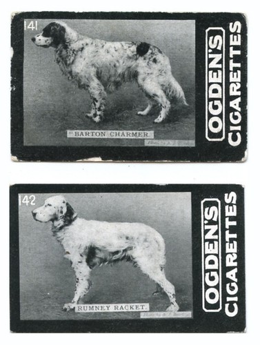 English setter gun - setter, dog