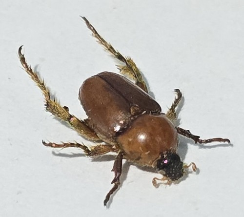 1426 scarabaidae - 1426,