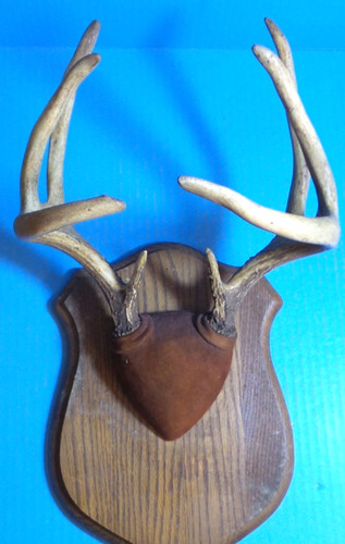 Vintage point whitetail deer - point,