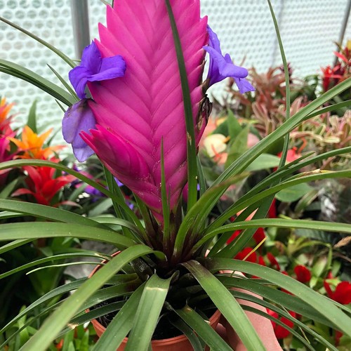 Pink quill bromeliad - pink,