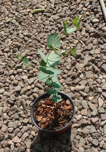 Eucalyptus gunnii cider gum - eucalyptus,