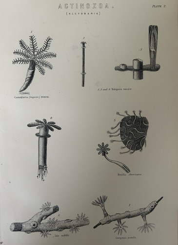 Antique print actinozoa c1870s - antique,