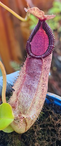 Nepenthes spathulata hamata - nepenthes, x