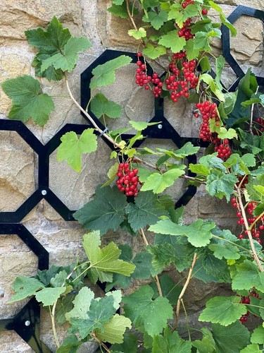 Dio met garden hexagon - hexagon, metal
