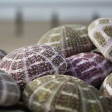 Alfonso Sea Urchin | Pack of 3 | Beach Shells | Natural Decor