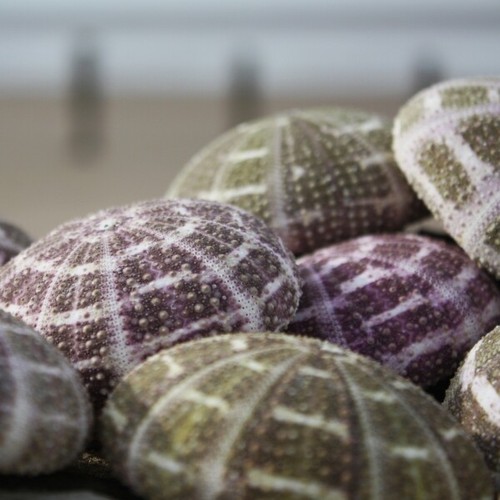 Alfonso sea urchin - urchin, pack