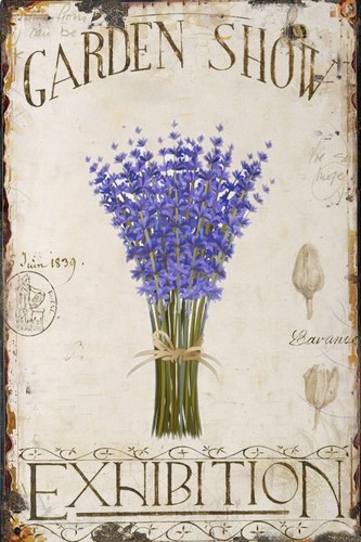 Garden lavender shabby - lavender,