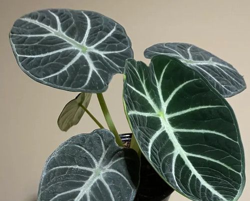 Alocasia reginula ninja - alocasia, 'ninja'