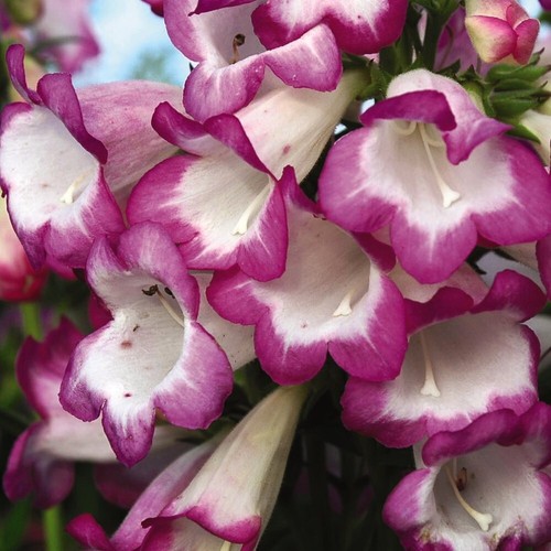 Penstemon laura 9cm pot - penstemon, 1
