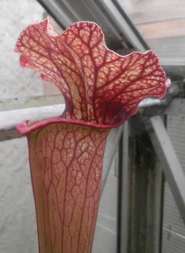 Sarracenia mitchelliana x - x,