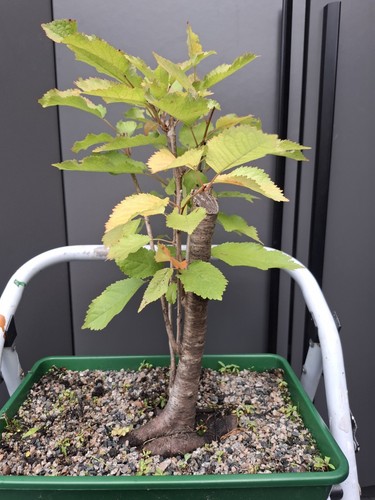 Chunky cherry bonsai tree - chunky,