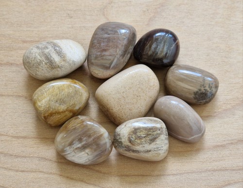 Petrified wood mm - wood, (x1)