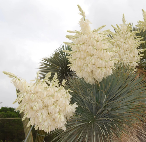 Roasted yucca 10cm blue - yucca, 5-10cm