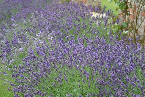 Lavender common english - common,