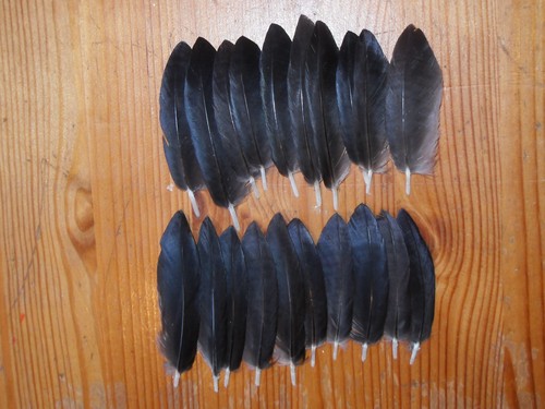 Crow curved wing - crow,