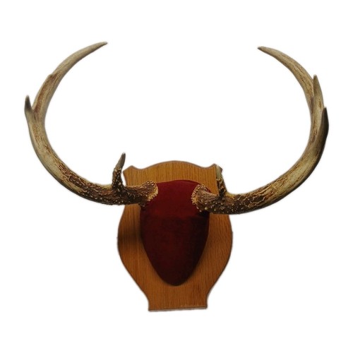 Mounted deer antlers taxidermy - mounted,