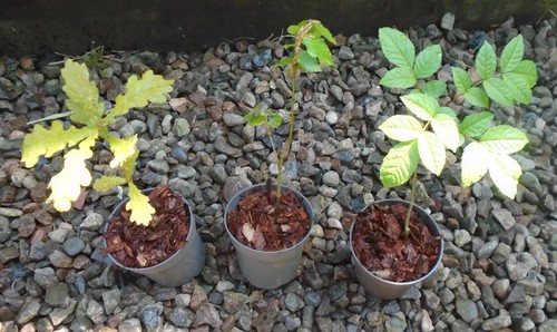 Native seedling trees - seedling, oak